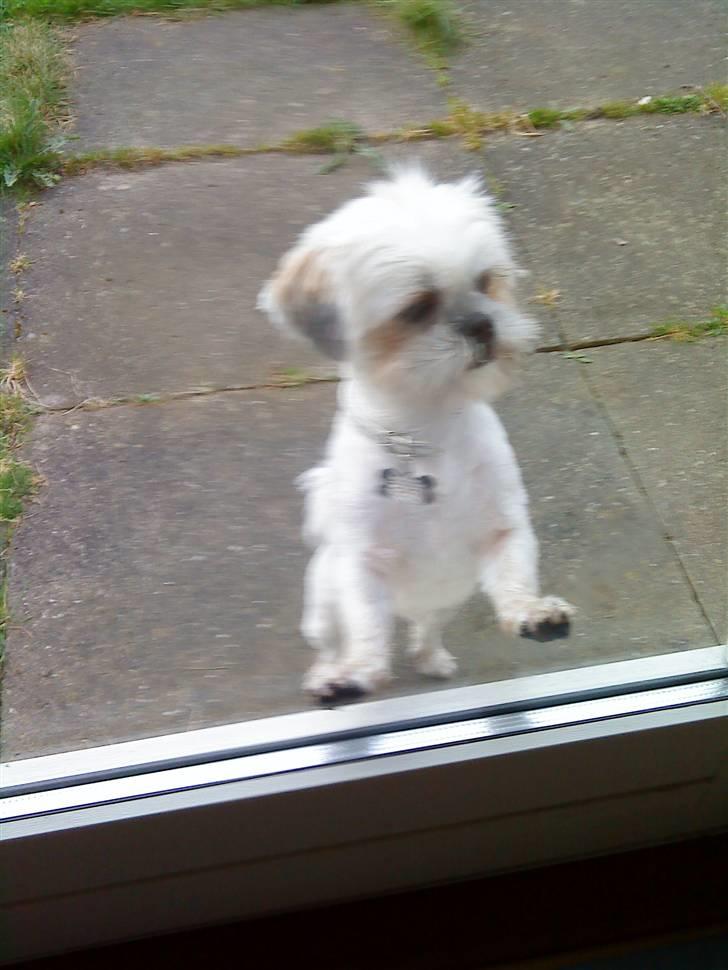 Shih tzu Bella - her efter vi blev sommerklippet.. en lille rotte... hehe billede 7