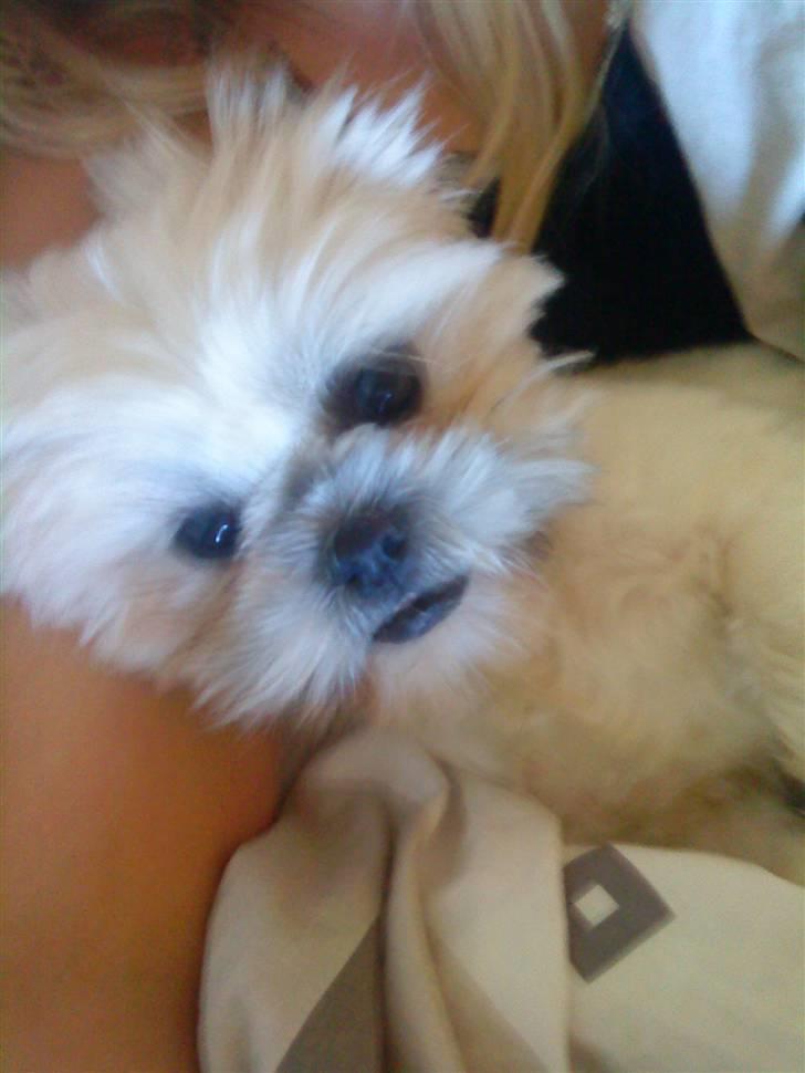 Shih tzu Bella billede 8