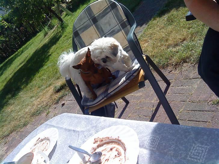 Shih tzu Bella - giv nu plads!!!  billede 9