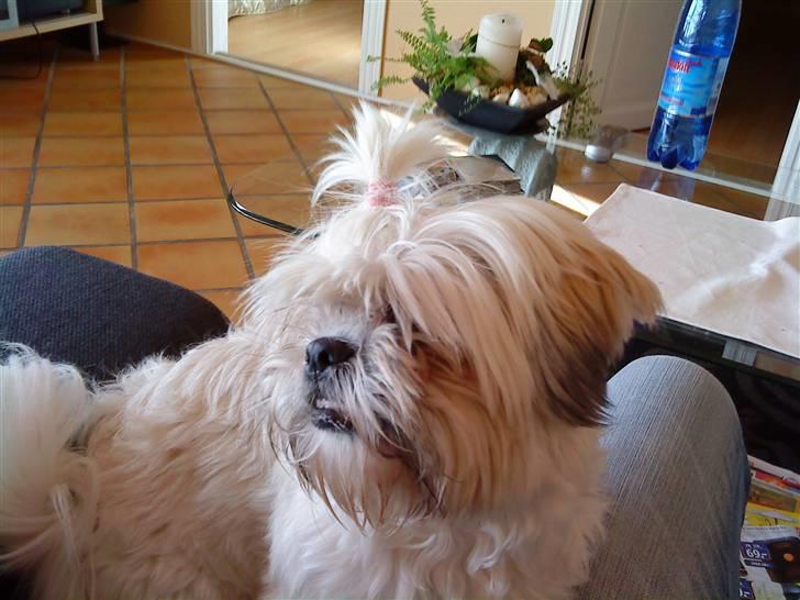 Shih tzu Bella billede 10