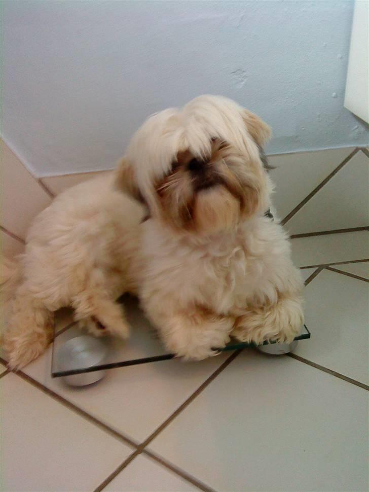 Shih tzu Bella - nå, hvor meget vejer jeg!!!! elsker bare og putte på de badevægt...  billede 11
