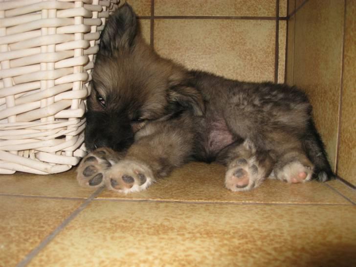 Islandsk fårehund SIGLA (R.I.P - 2022) - Åh hvor er jeg træt af alle de nye indtryk billede 7