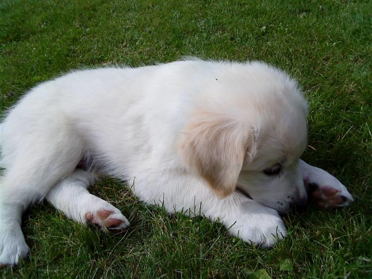 Blanding af racer Inzo <3 billede 8