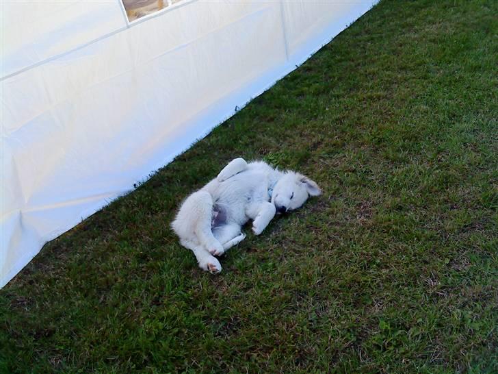 Blanding af racer Inzo <3 billede 11