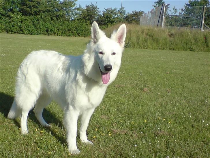 Hvid Schweizisk Hyrdehund Dunkan billede 14
