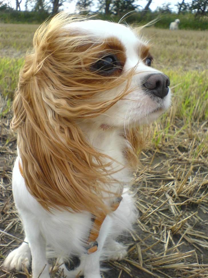 Cavalier king charles spaniel Fluffy billede 15