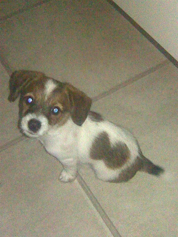 Jack russell terrier Rollo  - Min rollo :) billede 1