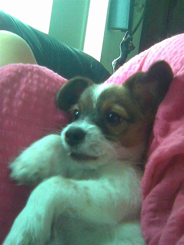 Jack russell terrier Rollo  - Min rollo :) billede 2