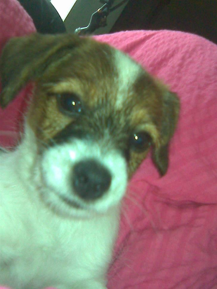 Jack russell terrier Rollo  - Min rollo :) billede 3