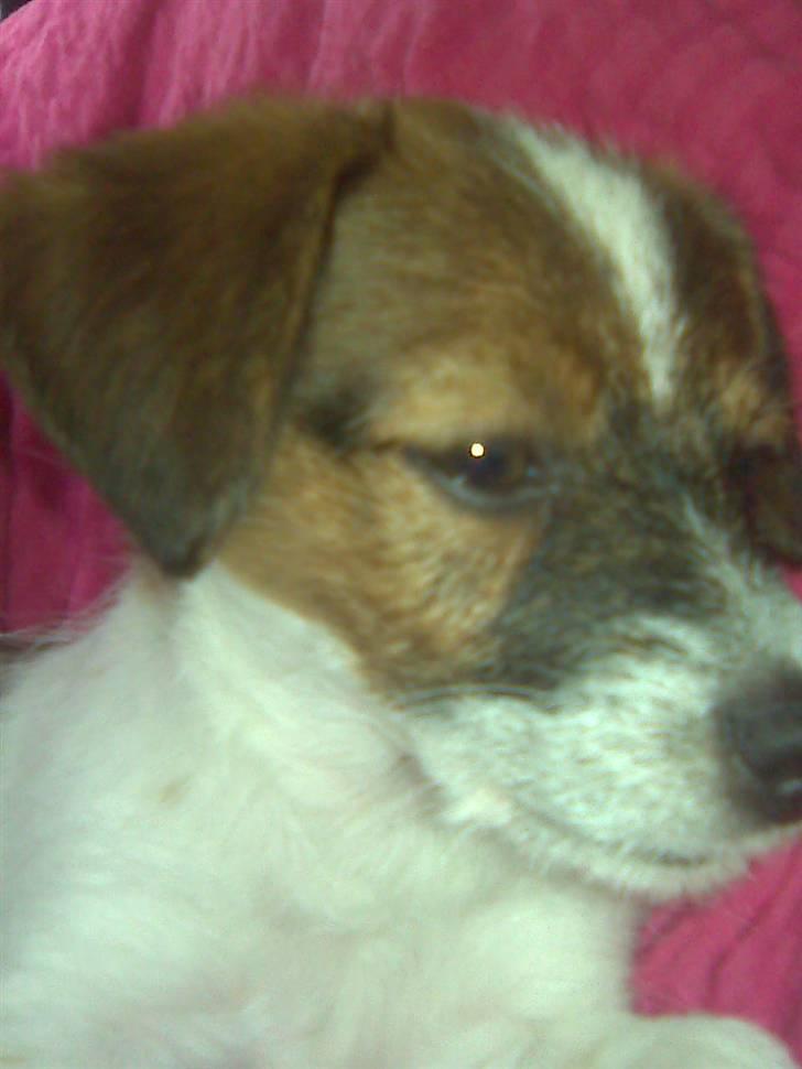Jack russell terrier Rollo  - Min rollo :) billede 4