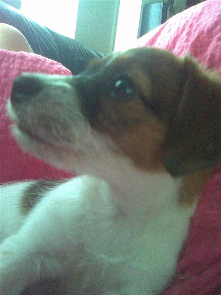 Jack russell terrier Rollo  - Min rollo :) billede 5