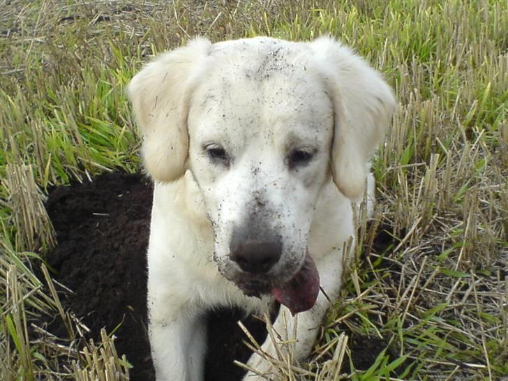 Golden retriever Eddie billede 10
