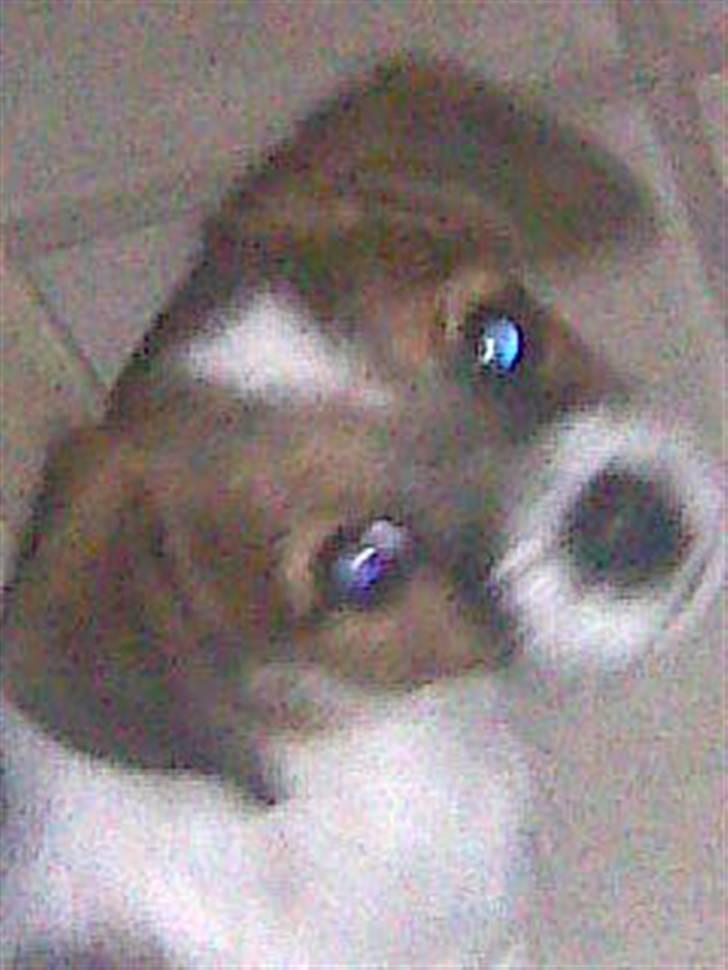 Jack russell terrier Rollo  - Min rollo :) billede 6