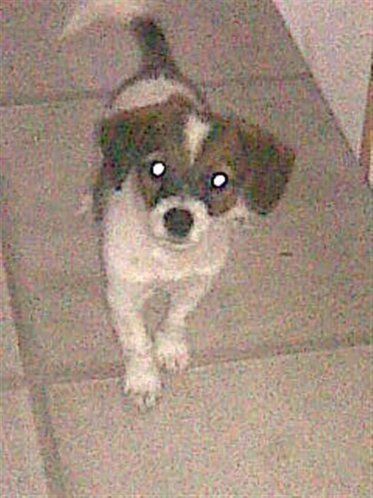 Jack russell terrier Rollo  - Min rollo :) billede 7