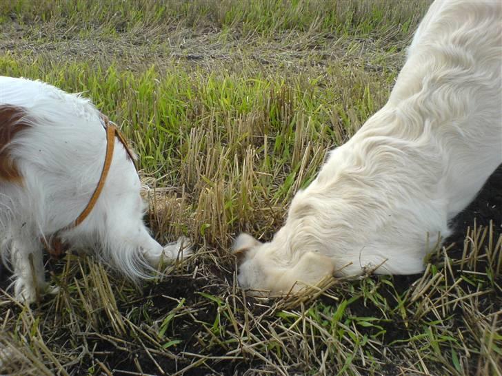 Golden retriever Eddie billede 11