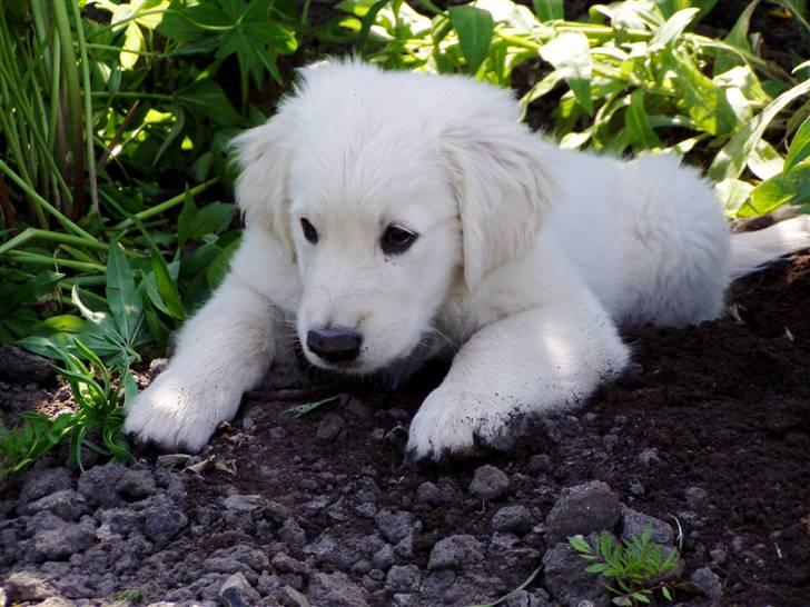 Golden retriever Giddygold the Tinderbox - en lille bølle er men vel altid? billede 1