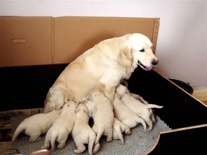 Golden retriever Giddygold the Tinderbox - 3 uger gammel.. billede 2