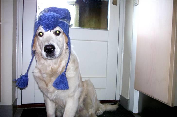 Golden retriever Giddygold the Tinderbox - det blir´ koldt udenfor... billede 4