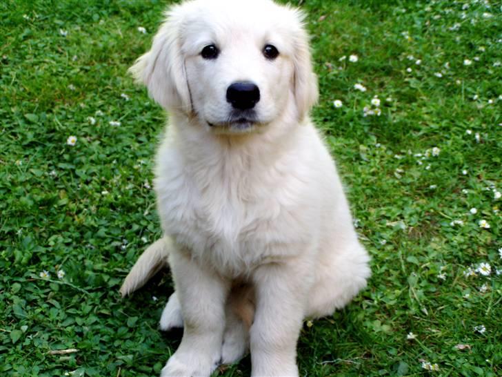 Golden retriever Giddygold the Tinderbox - hvor nuttet har man lov at være? billede 5