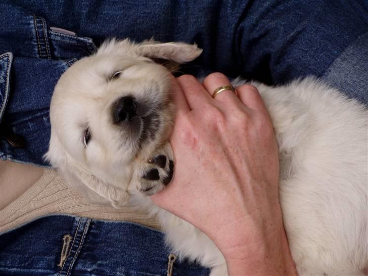 Golden retriever Giddygold the Tinderbox - at blive nusset er ikke nogen dårlig ide. billede 7