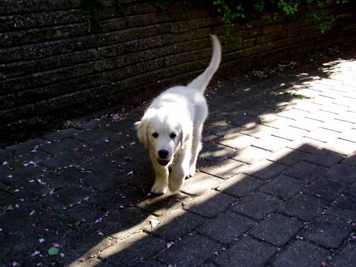 Golden retriever Giddygold the Tinderbox - se lige hvor farlig jeg er. billede 8