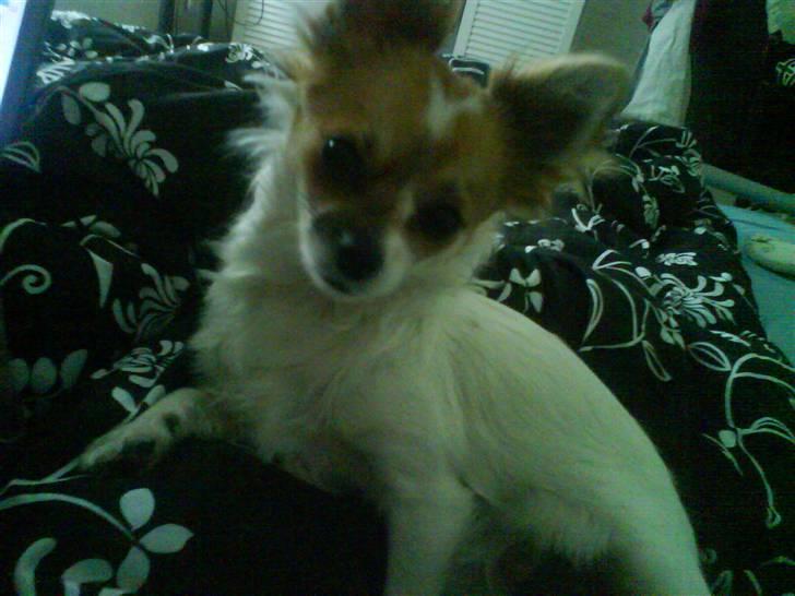 Chihuahua Siff billede 1