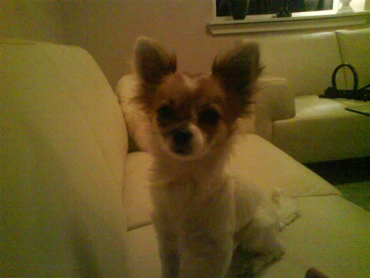 Chihuahua Siff billede 2