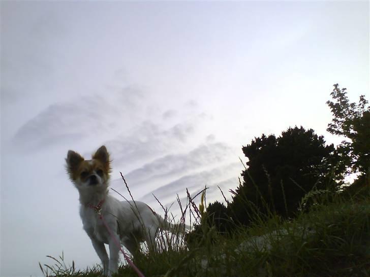 Chihuahua Siff billede 3