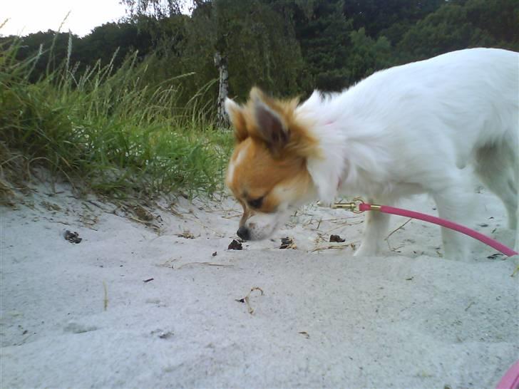 Chihuahua Siff billede 4