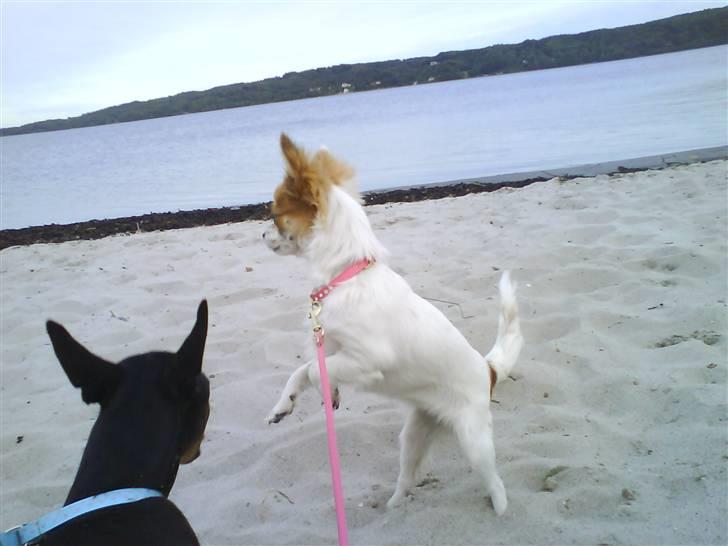 Chihuahua Siff billede 5