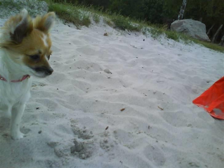 Chihuahua Siff billede 6