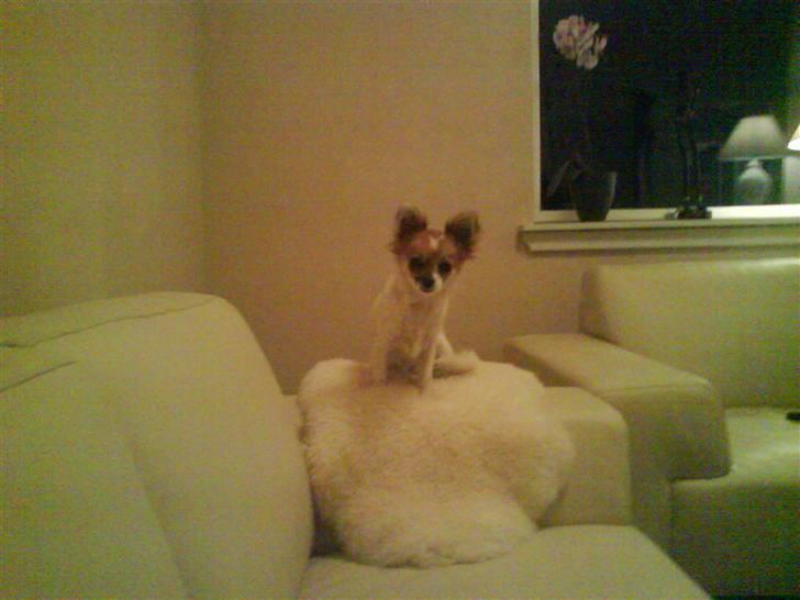 Chihuahua Siff billede 7