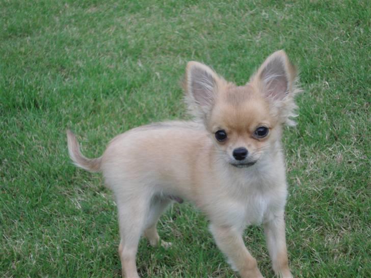 Chihuahua speddy - fredag den 5. september, han er næsten cream-farvet nu. <33 billede 5
