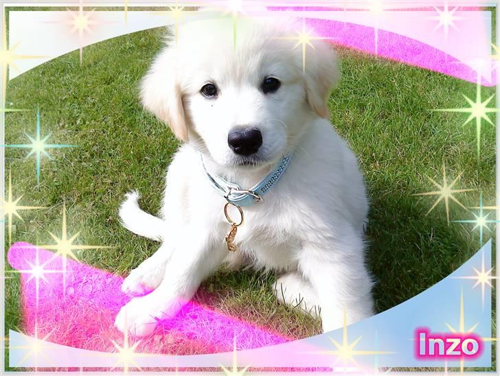 Blanding af racer Inzo <3 billede 14