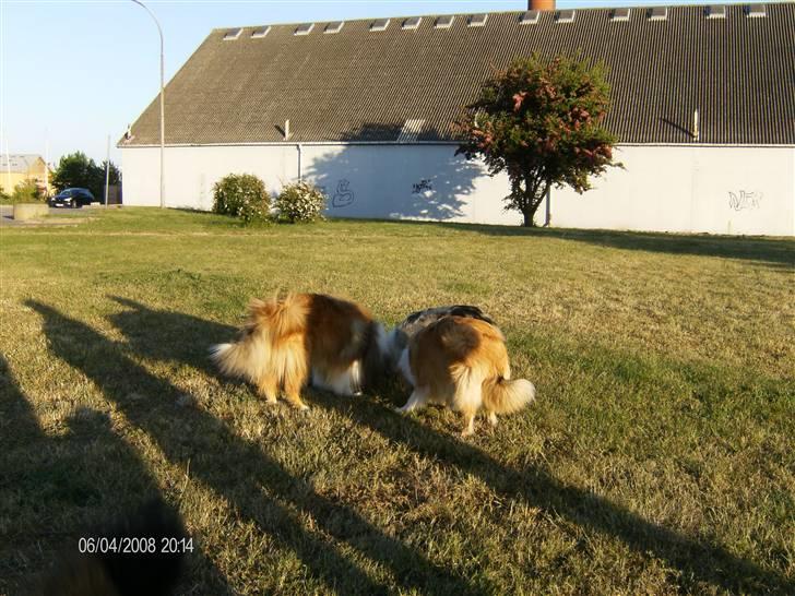 Collie langhåret Tonnie - Hunde hygge i Stege. billede 18