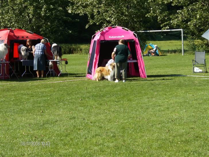 Collie langhåret Tonnie - Udstilling DKK i Vejen 2008 billede 19