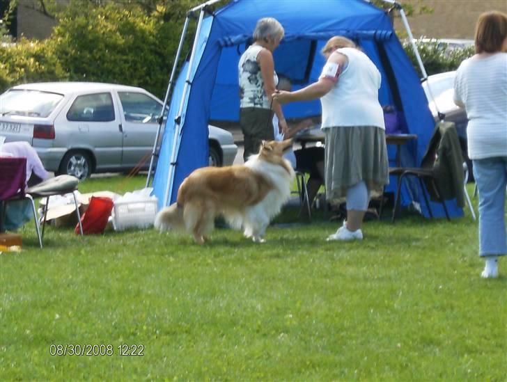 Collie langhåret Tonnie - Udstilling DCK i Glamsbjerg 2008 billede 20