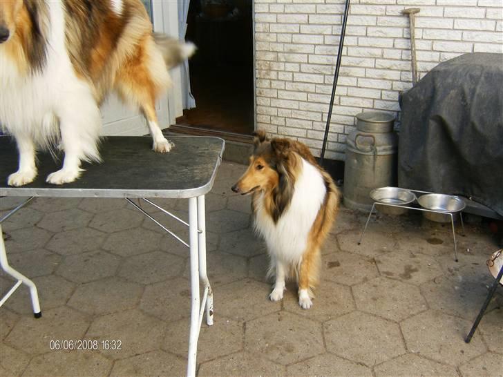 Collie langhåret Bibi - Bibi inden hun har tabt alt pels billede 19