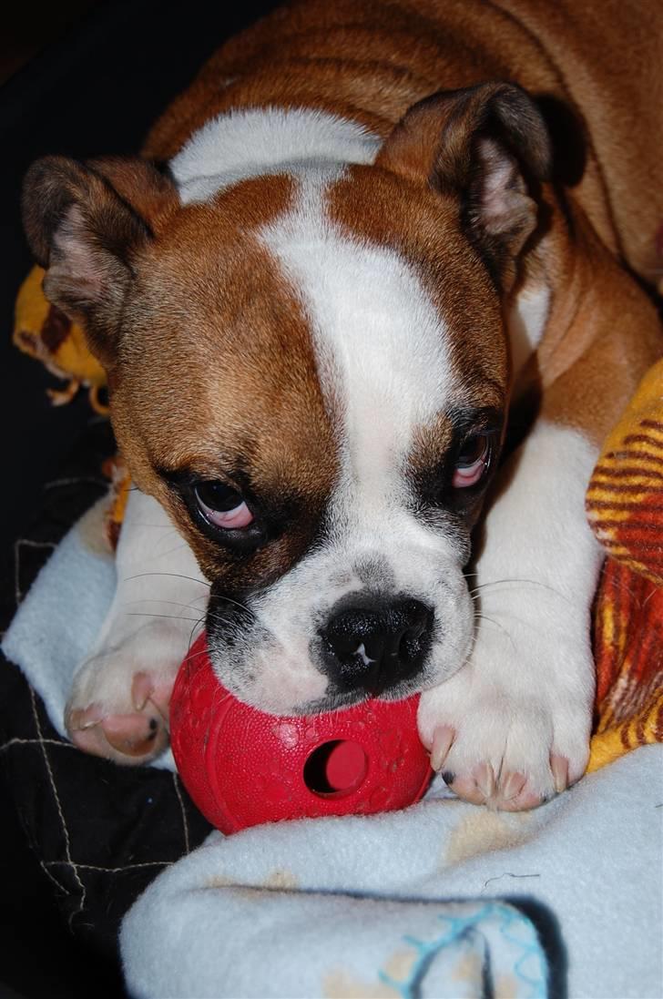 Engelsk bulldog Homer zetzsche Von kynoff - MIN BOLD! billede 8