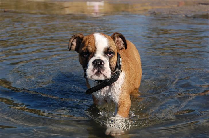Engelsk bulldog Homer zetzsche Von kynoff billede 9