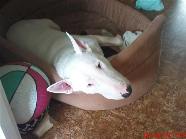 Bullterrier Biskop billede 1