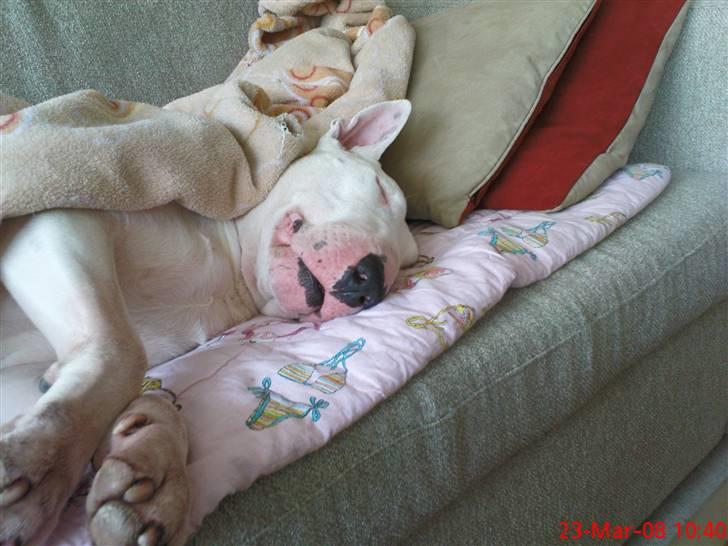 Bullterrier Biskop billede 2