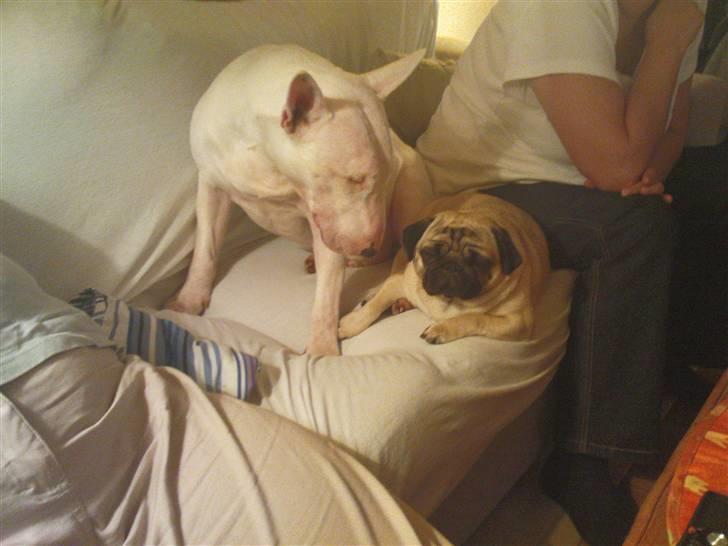 Bullterrier Biskop billede 3