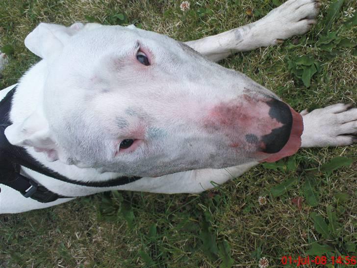 Bullterrier Biskop billede 4
