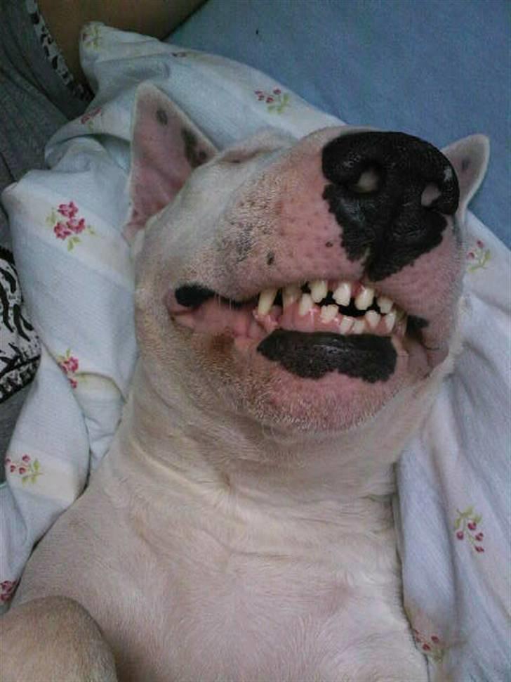 Bullterrier Biskop billede 5