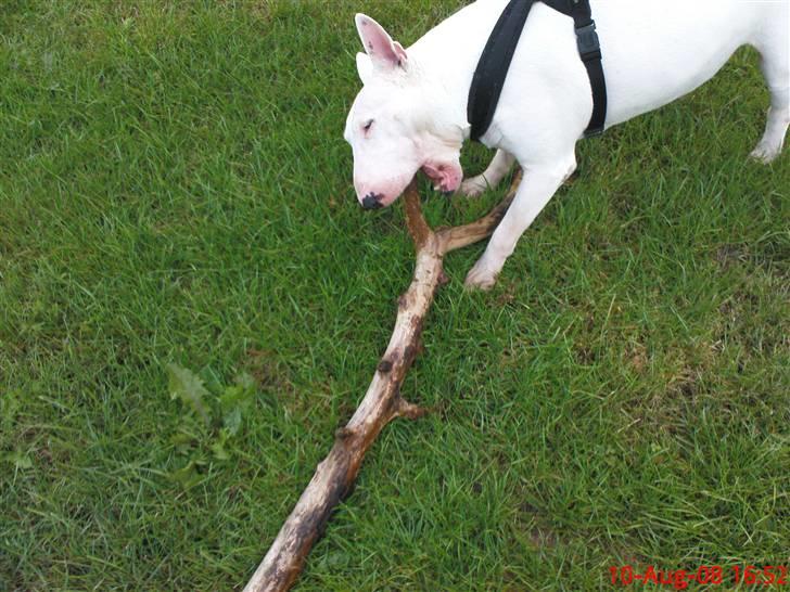 Bullterrier Biskop billede 6