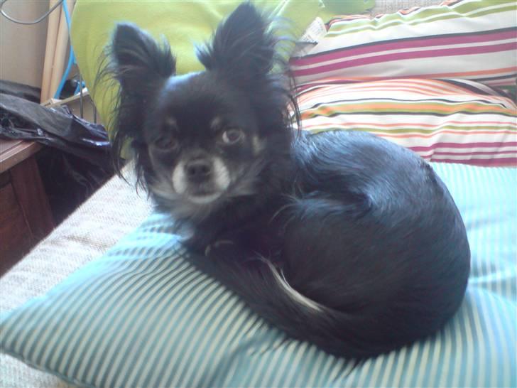 Chihuahua Mulle billede 2