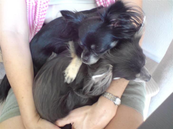 Chihuahua Mulle billede 3