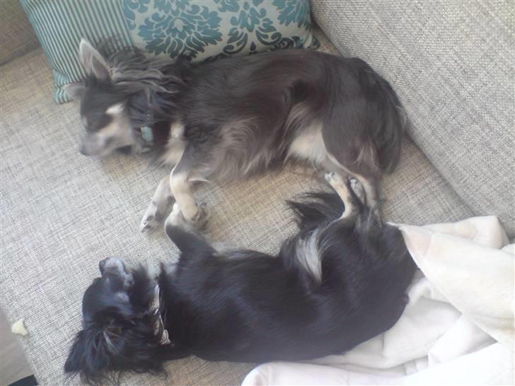 Chihuahua Mulle billede 4