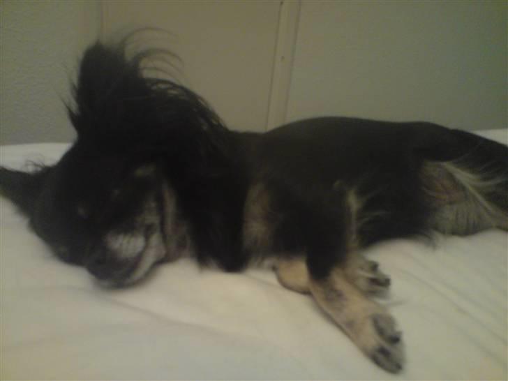 Chihuahua Mulle billede 5